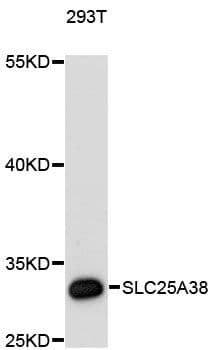 SLC25A38 Antibody