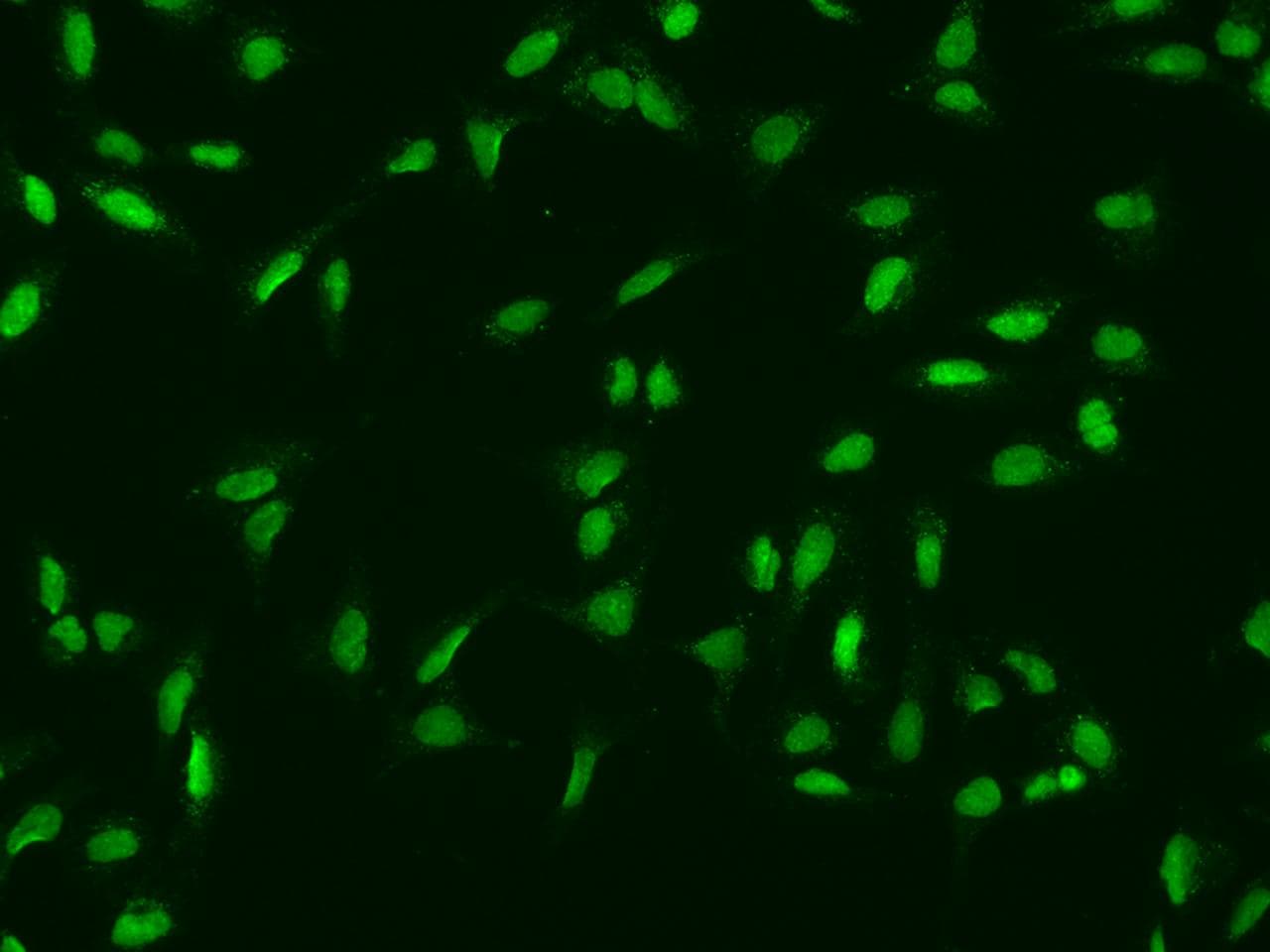 MINA / MINA53 Antibody