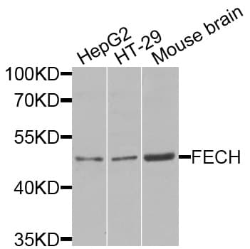FECH / Ferrochelatase Antibody