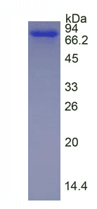 Rat HRG Protein (Recombinant His, N-Terminal)