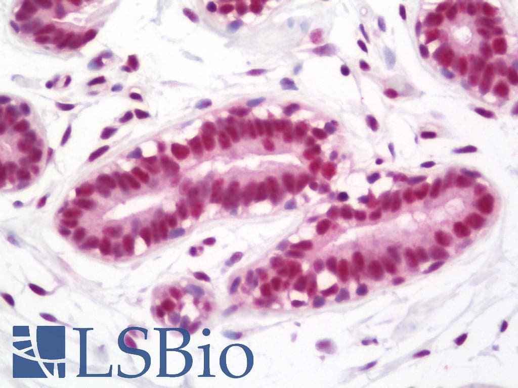 TAL1 Antibody (aa96-145)