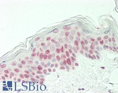 PathPlus™ CCND3 / Cyclin D3 Antibody (aa252-281)