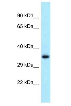 SEC13 Antibody (aa191-240)