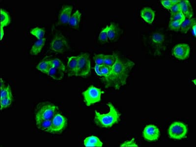 T2R41 / TAS2R41 Antibody