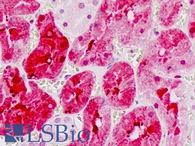 IHC-plus™ SPP1 / Osteopontin Antibody (aa261-310)