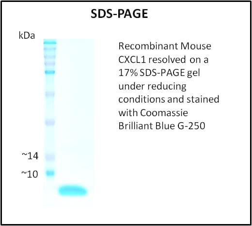 Mouse CXCL1 / GRO Alpha Protein (Recombinant)
