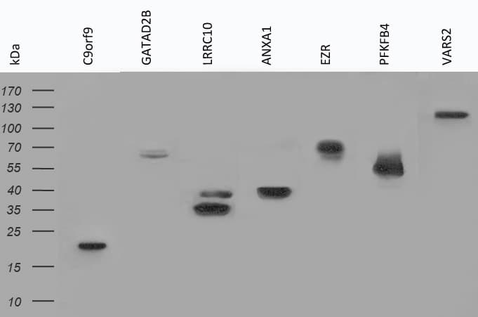 V5 Tag Antibody