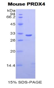 Mouse PRDX4 / Peroxiredoxin 4 Protein (Recombinant His)