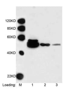 Monoclonal Mouse DYKDDDDK Tag Antibody (clone 5A8E5, Biotin, WB)