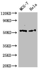 PTK6 / BRK Antibody