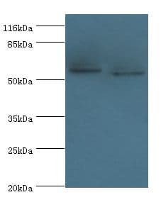 WDR21A / DCAF4 Antibody (aa1-495)