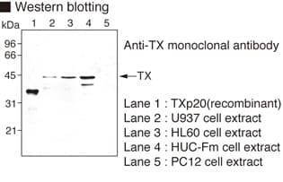 Monoclonal Mouse anti-Human CASP4 / Caspase 4 Antibody (clone 4B9, WB)