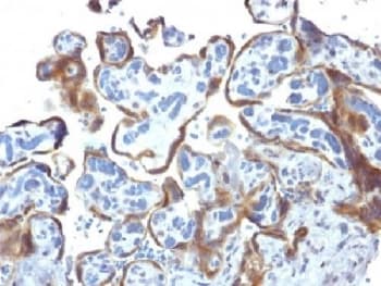 TIMP2 Antibody (clone 3A4, Azide-free, BSA-free)
