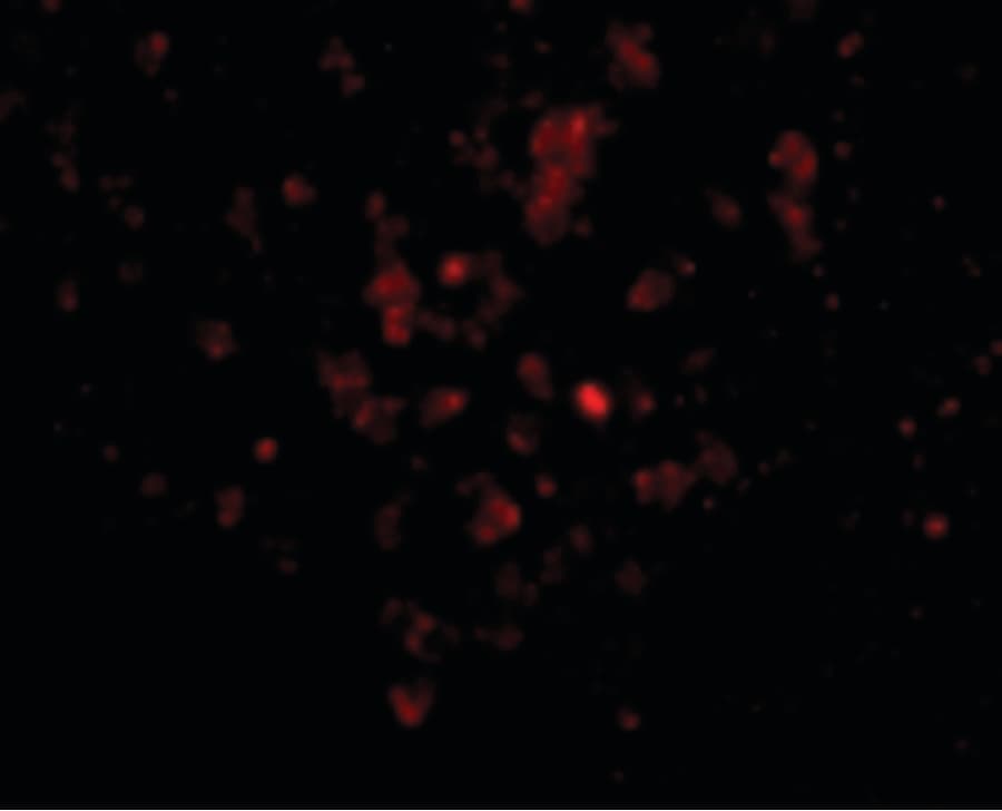 Polyclonal Rabbit anti-Human EBI3 / IL-27B Antibody (IHC, IF, WB)