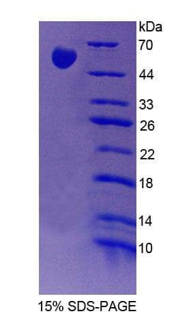 Rat FARS2 Protein (Recombinant His-T7, N-terminus)