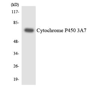 Polyclonal Rabbit anti-Human CYP3A7 Antibody (aa219-268, WB)