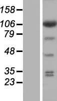 EIF3C / EIF3S8 Protein (Over-Expression Lysate Myc-DDK (Flag))