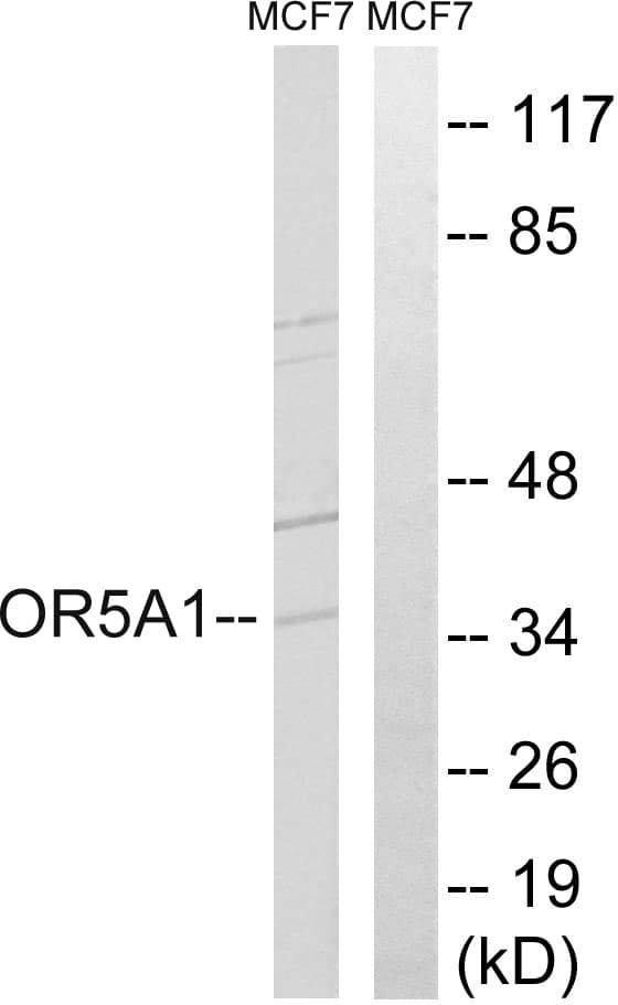 OR5A1 Antibody (aa240-289)