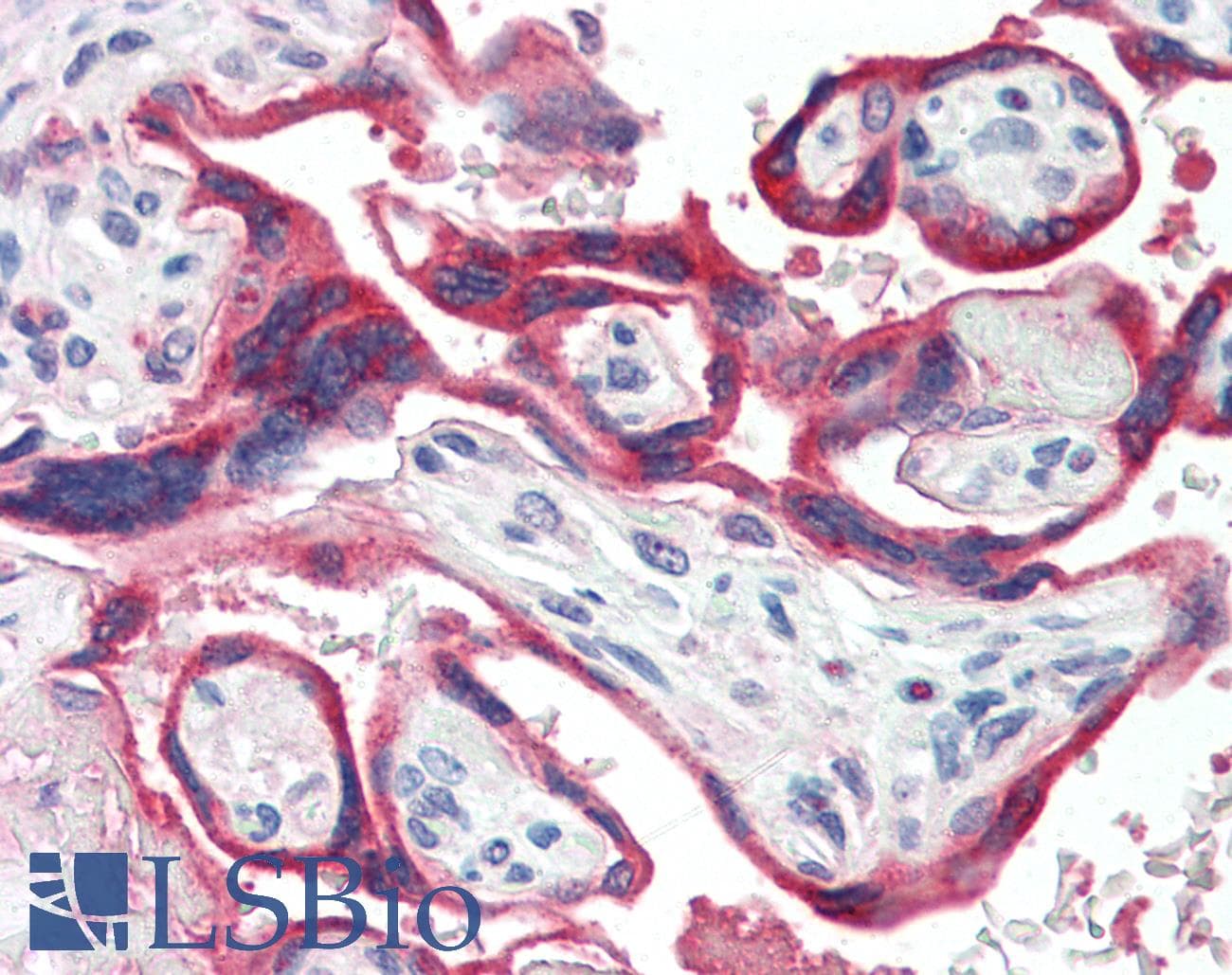 IHC-plus™ Polyclonal Rabbit anti-Human GH / Growth Hormone Antibody (IHC)