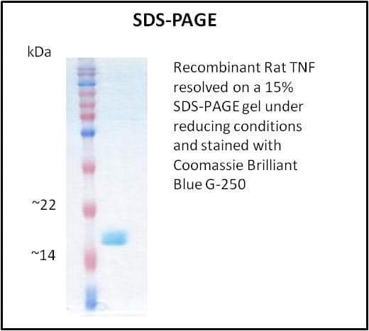 Rat TNF Alpha Protein (Recombinant)