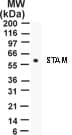 STAM1 / STAM Antibody (aa149-165, clone 29C678)