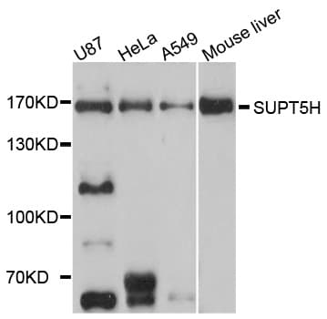 SPT5 / SUPT5H Antibody