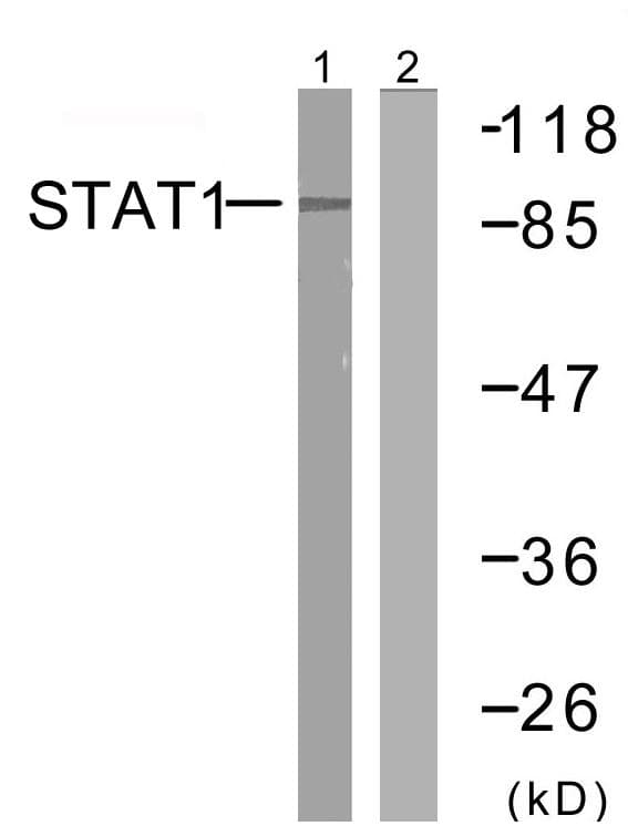 STAT1 Antibody (p727)