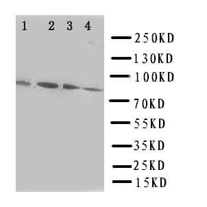 Polyclonal Rabbit anti-Human SP4 Antibody (aa29-44, WB)