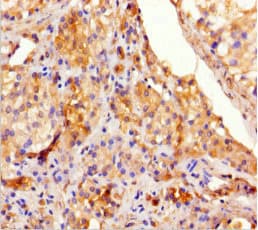 Polyclonal Rabbit anti-Human TEX13A Antibody