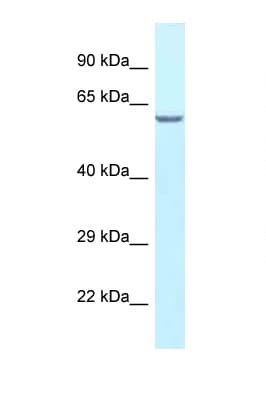 Polyclonal Rabbit anti-Mouse HABP2 Antibody (aa338-387, WB)