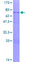 Human GATA1 Protein (Recombinant GST)