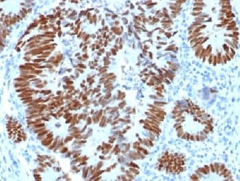 Polyclonal Rabbit anti-Human TP53 / p53 Antibody (Azide-free,BSA-free, IHC, IF, WB)