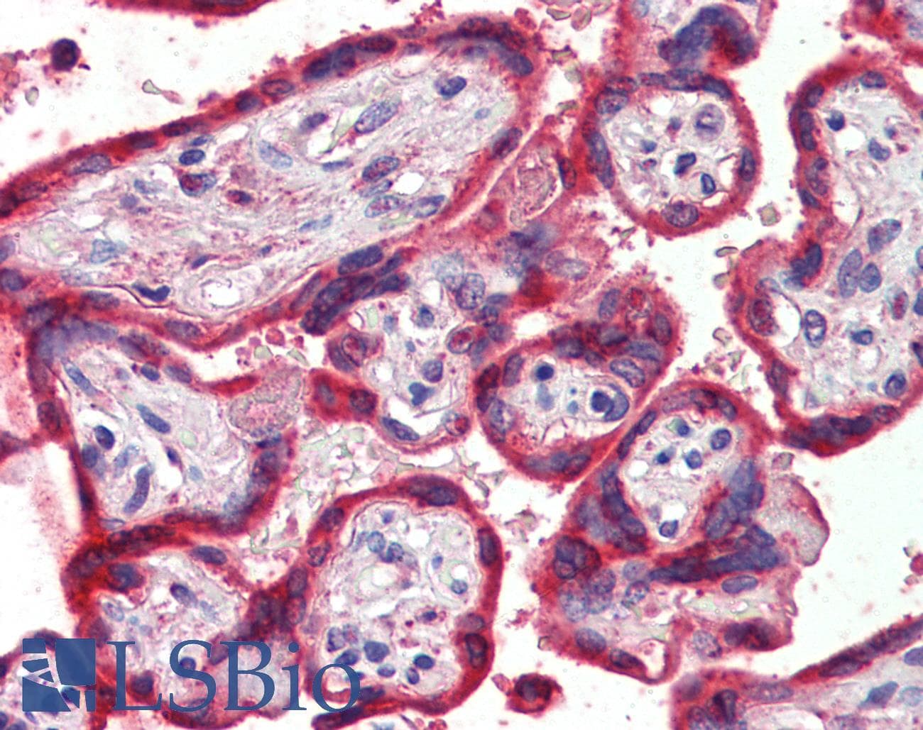 IHC-plus™ THBS1 / Thrombospondin-1 Antibody (aa19-32)