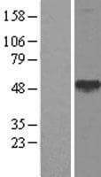 CALR3 Protein (Over-Expression Lysate Myc-DDK (Flag))