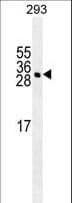 Monoclonal Mouse anti-Human GAS41 Antibody (WB)