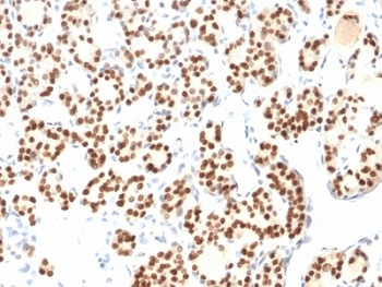Monoclonal Mouse anti-Human TLR2 Antibody (clone TLR2/221, Azide-free,BSA-free, IHC, IF)