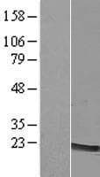 LMO2 Protein (Over-Expression Lysate Myc-DDK (Flag))