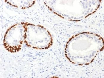 TP63 / p63 Antibody (Azide-free, BSA-free)