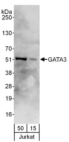 GATA3 Antibody (aa150-200)
