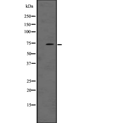 LRRN1 Antibody