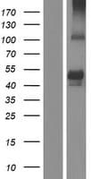 SYT15 Protein (Over-Expression Lysate Myc-DDK (Flag))