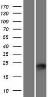 PLET1 / C11orf34 Protein (Over-Expression Lysate Myc-DDK (Flag))