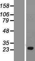 HBP17 / FGFBP1 Protein (Over-Expression Lysate Myc-DDK (Flag))