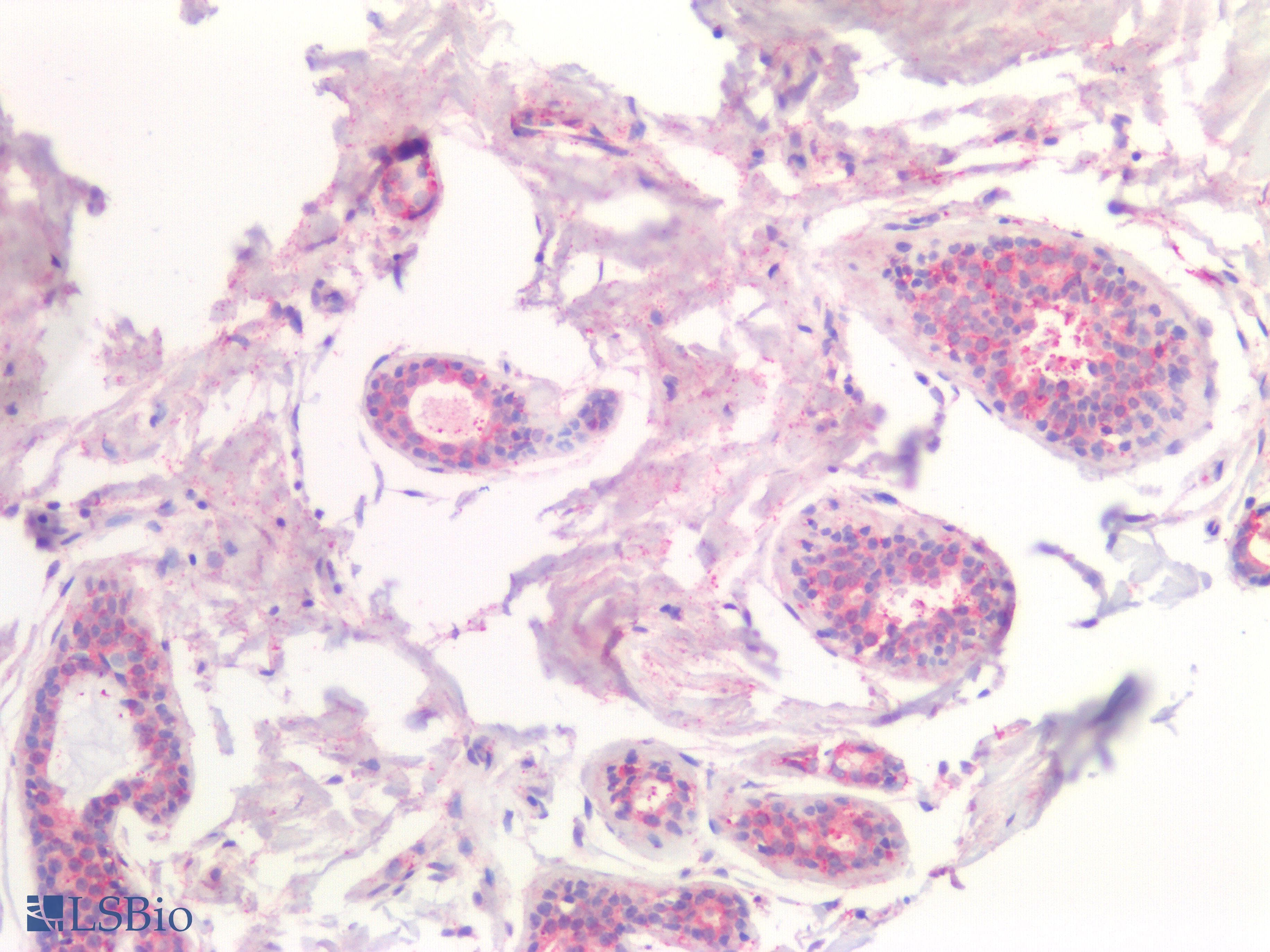 CSN2 / Beta Casein Antibody (aa41-198)