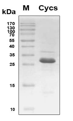 Mouse CYCS / Cytochrome c Protein (Recombinant TRX-6His, N-terminus)