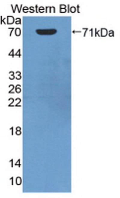 HSPA1A Antibody