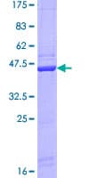 Human COMT Protein (Recombinant GST)