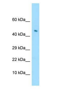LILRA4 / ILT7 Antibody (aa420-469)