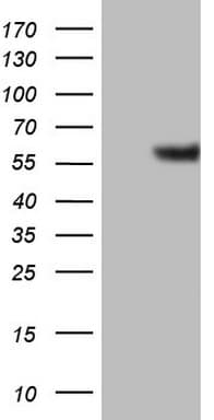 GABRA5 Antibody (aa32-259, clone OTI1G9)