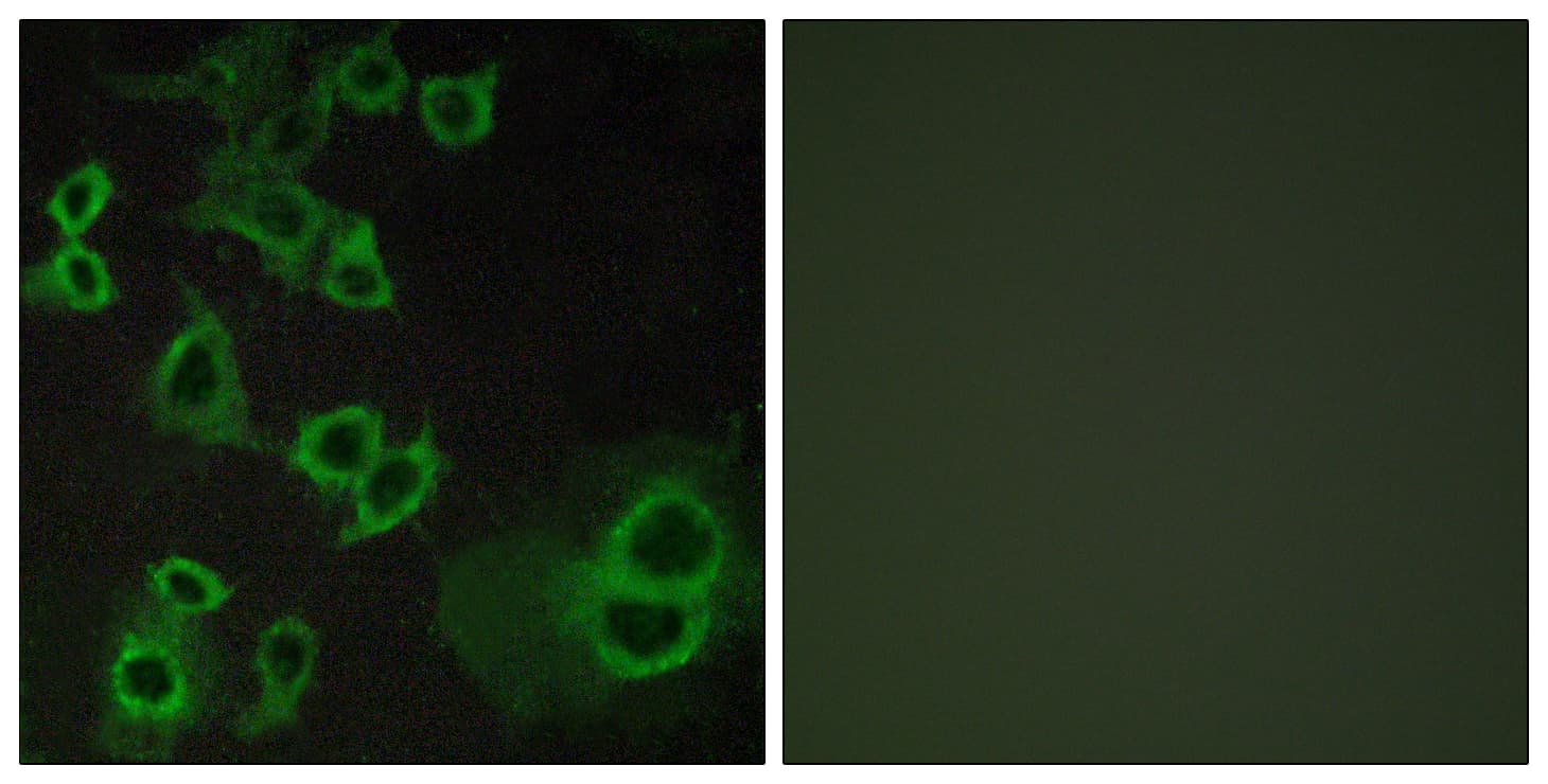 ADORA3 / Adenosine A3 Receptor Antibody (aa269-318)
